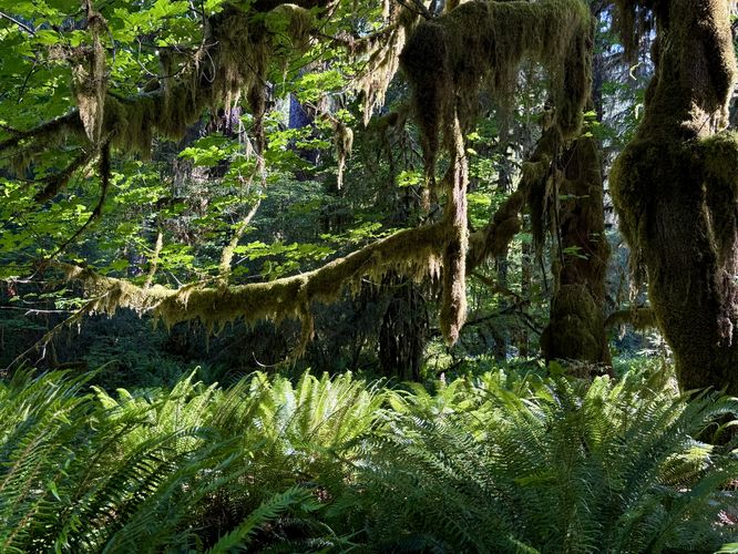 Picture 18 of Hoh River Trail Hike