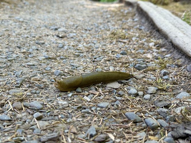Dark green banana slug