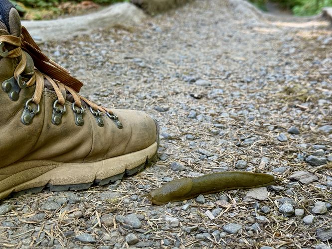 Dark green banana slug with a boot for scale