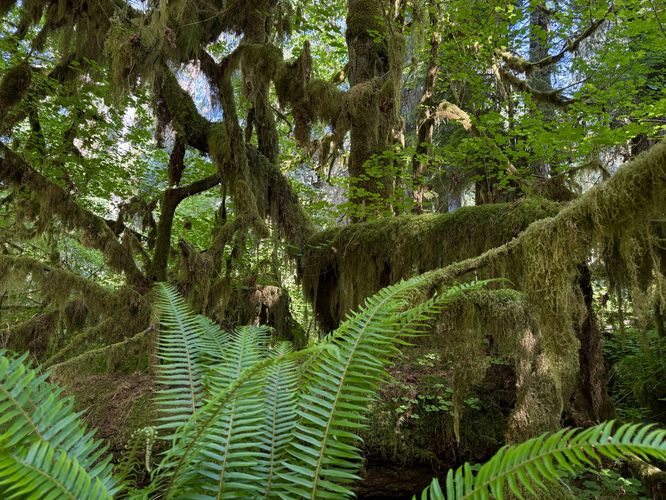 Ferns and mosses in the Hoh Rainforest