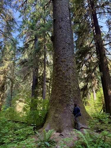 Picture 27 of Hoh River Trail Hike