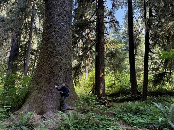 Old-growth tree for scale