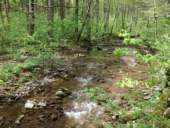 Picture 14 of Hone Quarry Falls Hike 050419