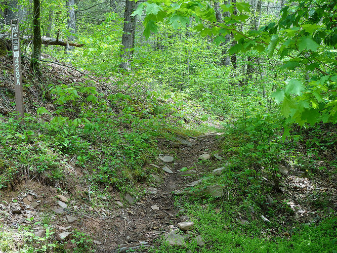 Picture 16 of Hone Quarry Falls Hike 050419