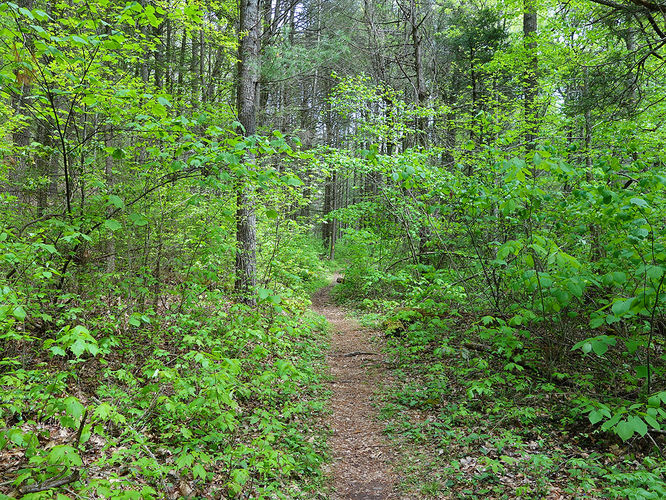 Picture 17 of Hone Quarry Falls Hike 050419