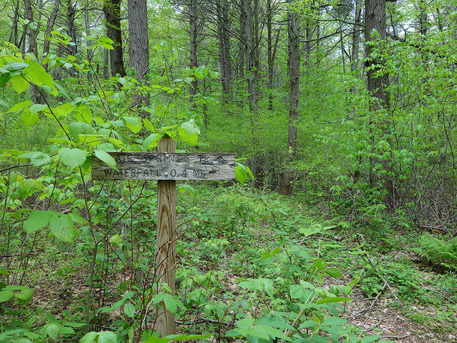 Picture 6 of Hone Quarry Falls Hike 050419