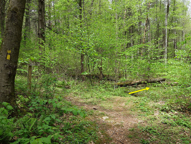 Picture 2 of Hone Quarry Falls Hike 050419