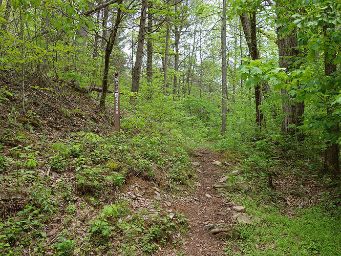 Picture 3 of Hone Quarry Falls Hike 050419