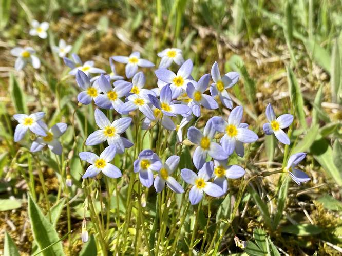 Bluets (Quaker Ladies) wildflowers