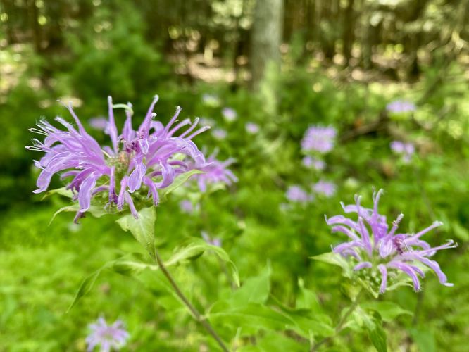 Pink Bee Balm wildflowers