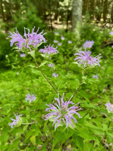 Pink Bee Balm wildflowers