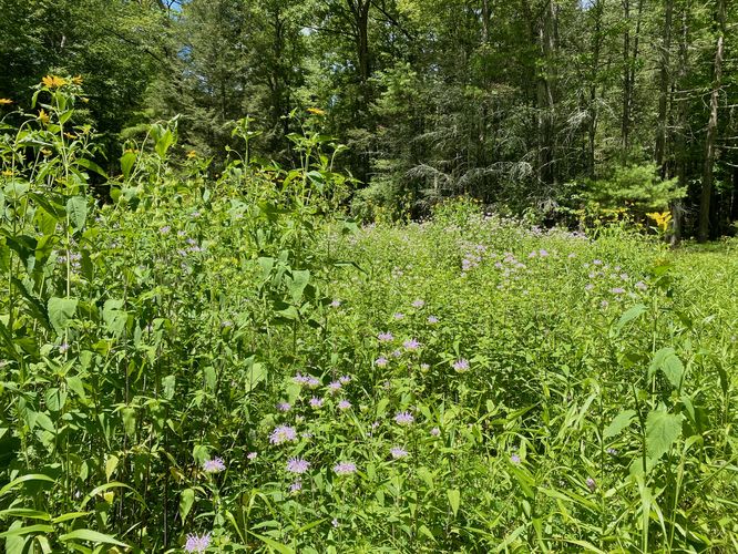 Loads of wildflowers (early July)