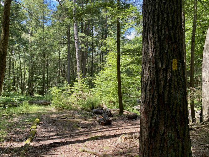 Yellow blazes of the Honey Creek Trail