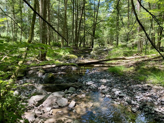 Shallow Honey Creek