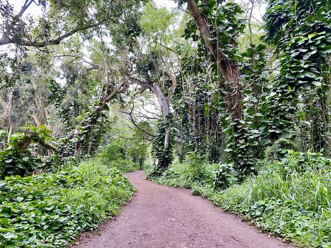 Honolua Bay Trail (Enchanted Forest)
