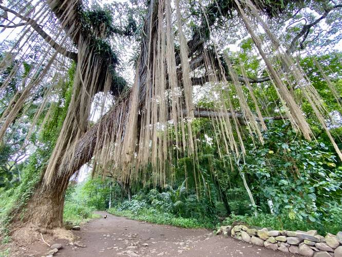 Lush jungle-like vines hang from a large tree along the Honolua Bay Trail