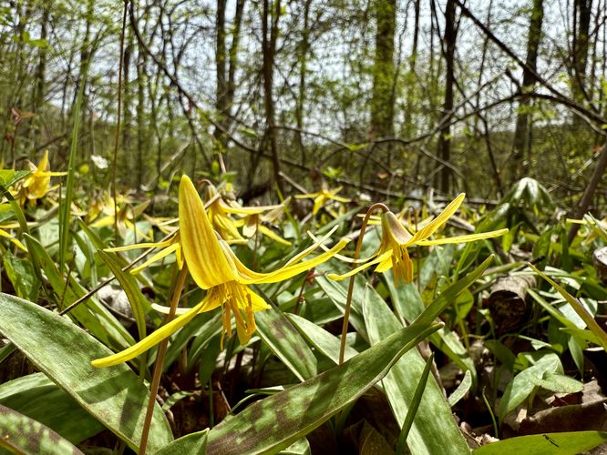 Yellow trout lily wildflowers