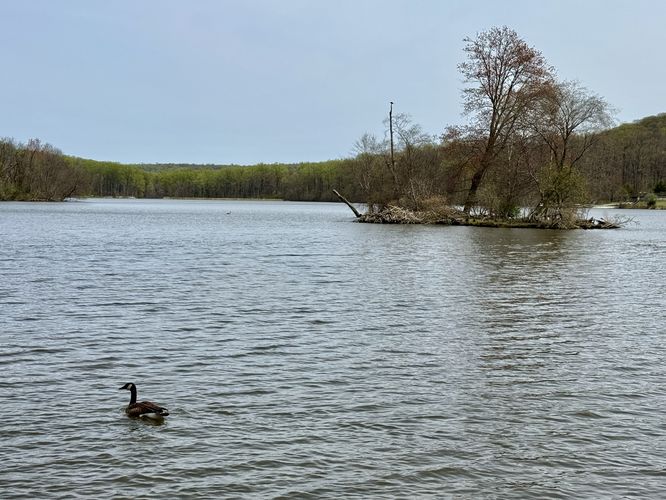 Goose swims in the lake with a view of a small island