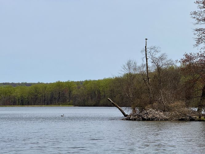View of a small island and beaver hut in Hopewell Lake