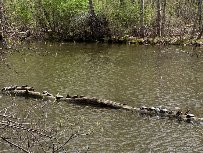 Lots of turtles on a log in Hopewell Lake