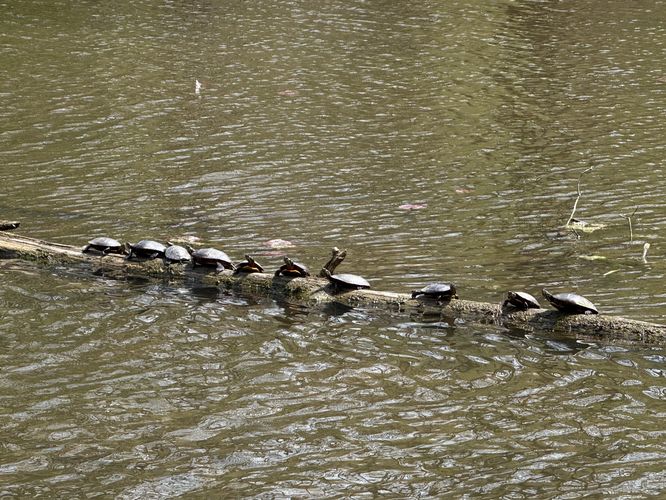 Turtles on a log