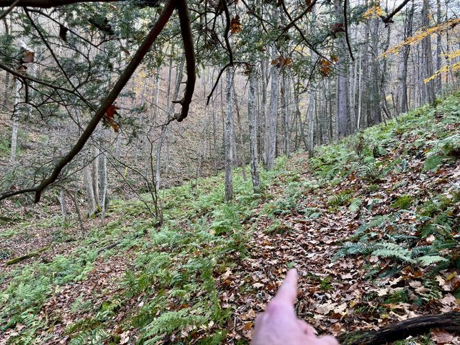 Hike through the forest along Mullen Run (no defined trail)