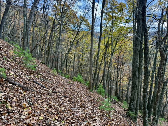 Trail leads back down to Callahan Run from the vista