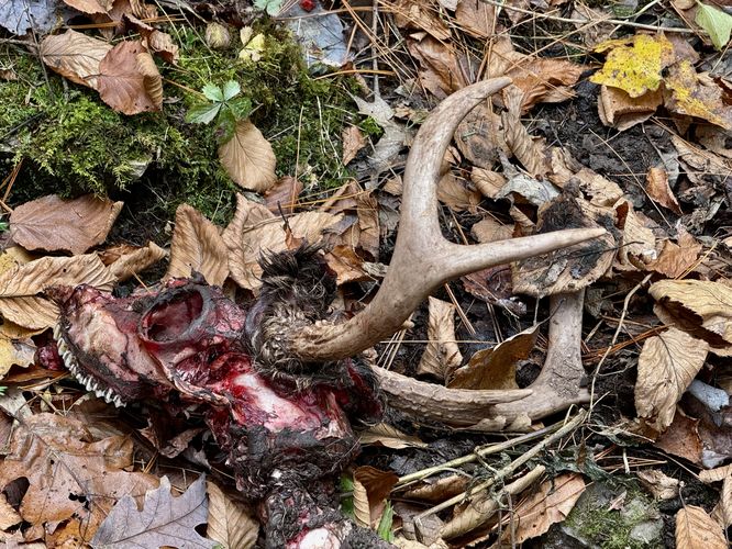 Picture 41 of Horns Quarry Vista Hike