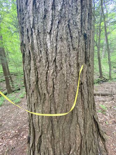 Measureing the Mother Tree old-growth Eastern Hemlock