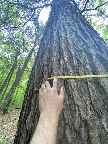 Measuring the Mother Tree old-growth Eastern Hemlock; 121.5 inches circumference / ~240 to 250-years old
