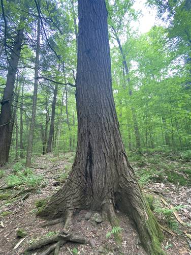 111.5 inches circumference old-growth Eastern Hemlock. Approx. 220-years old