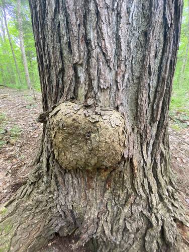Tumor on the Mother Tree