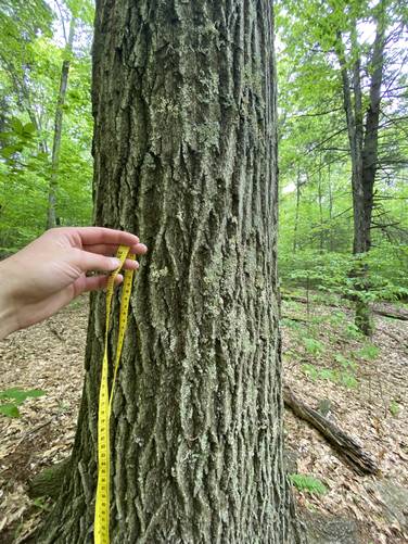 ~190 year old old-growth Red Oak. 103.5 inches circumference, May 2022