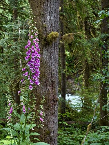 6-foot tall snapdragon wildflowers