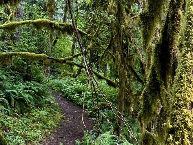 Lush moss and fern-filled forest