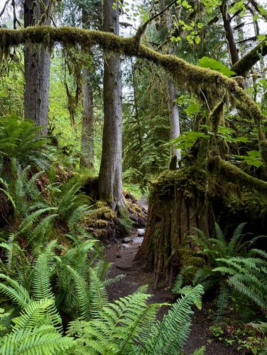 The scenic Horseshoe Bend Trail has ferns, mosses, and old-growth stumps to enjoy