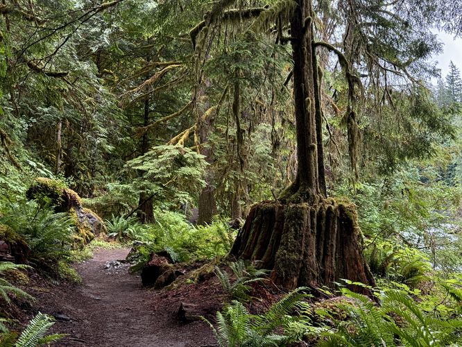 A tree growing from an old-growth stump