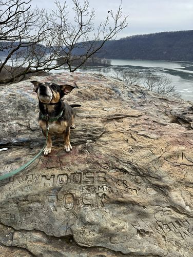 Jax enjoying House Rock