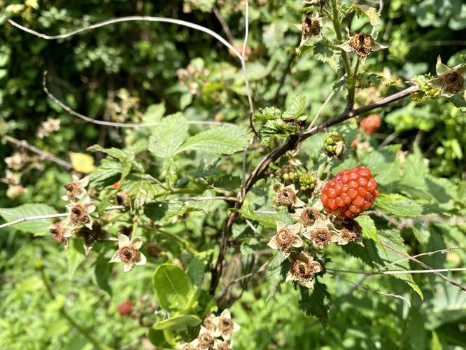 Wild Blackberries (ripening)