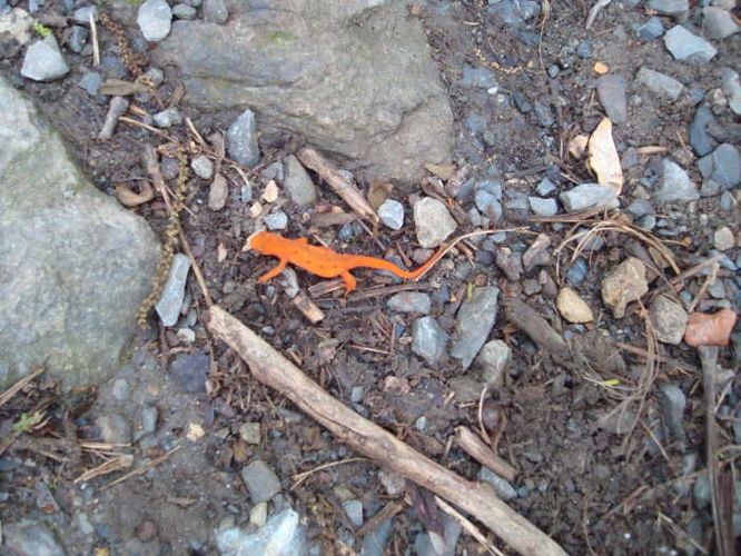 Picture 31 of Humpback Rocks Hike 053109