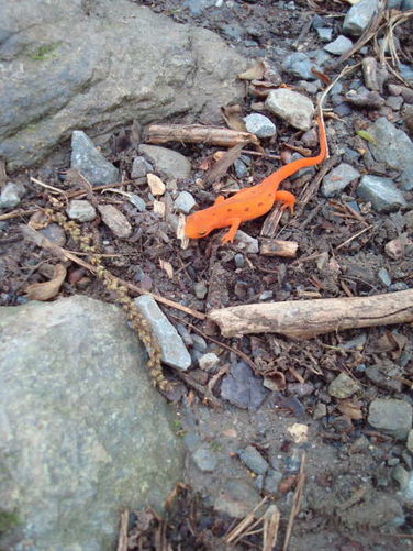Picture 30 of Humpback Rocks Hike 053109