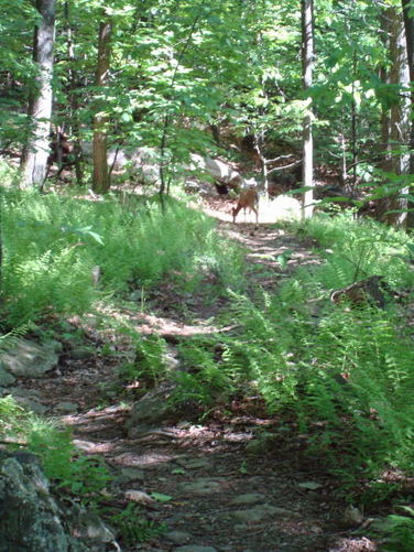 Picture 10 of Humpback Rocks Hike 053109