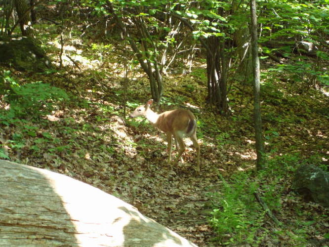 Picture 8 of Humpback Rocks Hike 053109