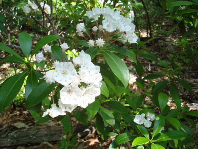 Picture 5 of Humpback Rocks Hike 053109