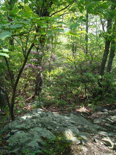 Picture 4 of Humpback Rocks Hike 053109