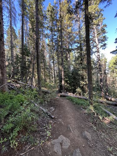 Picture 3 of Humphreys Peak Trail
