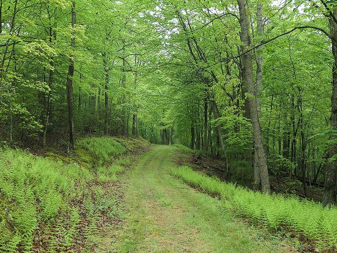 Default image for Hunkerson Gap Hike, a 5.6-mile trail in Orkney Springs, VA (US)