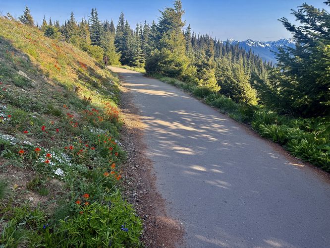Picture 9 of Hurricane Hill Trail