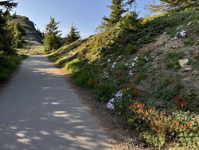 Picture 8 of Hurricane Hill Trail