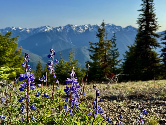 Lupine wildflowers with a backdrop of snow and glacier-capped mountains in the Olympic range